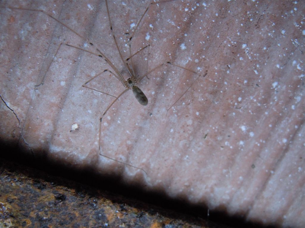 Pholcus phalangioides